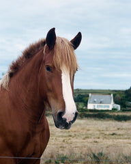cheval photographie elodie villalon nature animal 
