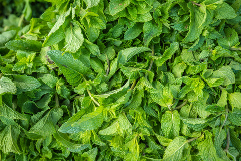 peppermint leaf for seasonal allergies