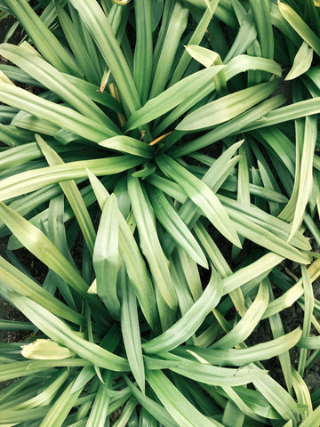 lemongrass for seasonal allergies