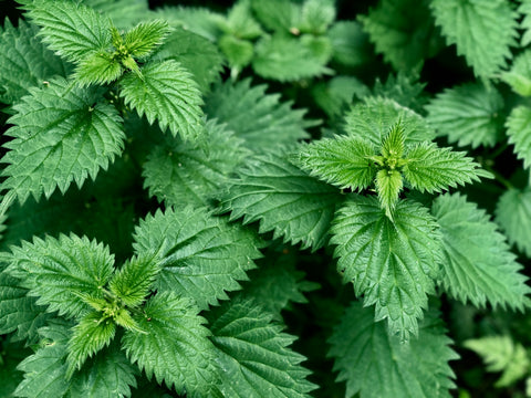 nettle for seasonal allergies