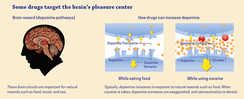  المتعة في الدماغ البشري توضح الصورة التالية الفرق في حالتي افراز الدوبامين من مركز 