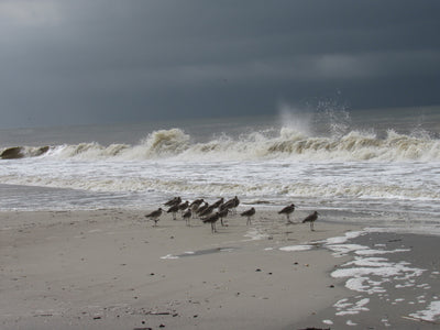 Picture shows a dark grey sky over crashing ocean waves. Nearby are a bunch of birds staring at the waves.