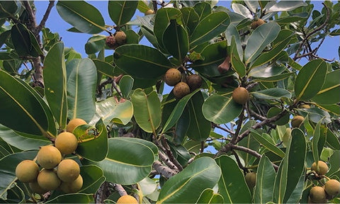 Calophyllum nigricans