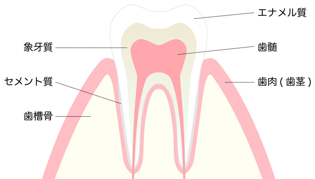 Mechanism of tooth hypersensitivity