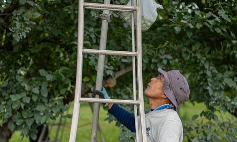 Apple cultivation scene