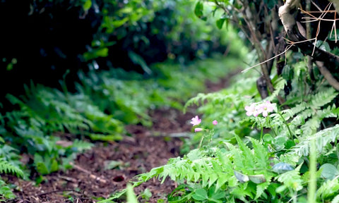 Yakushima scenery