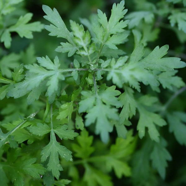 suutea mugwort