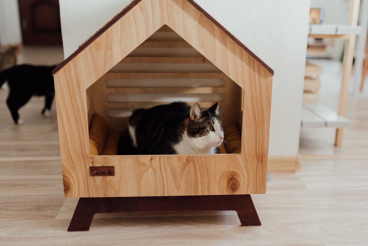 White and tabby cat in a wooden house