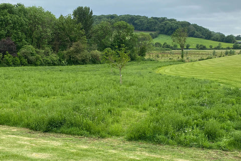 Abbots Grange meadow