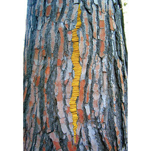 "Shagbark Hickory Leaves" Greeting Card by Zach Pine
