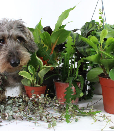 Pet friendly plants