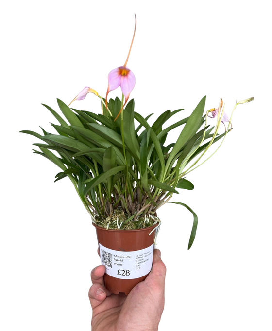 Masdevallia hybrid Image 5