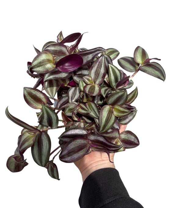 Tradescantia zebrina Image 1