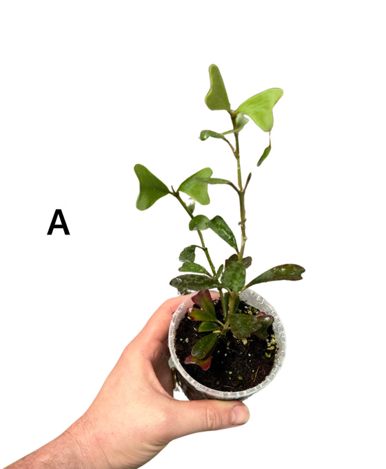 Hoya manipurensis Image 1