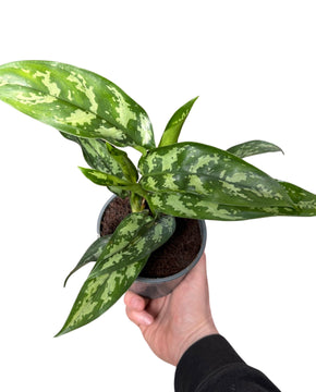 Aglaonema 'Maria'