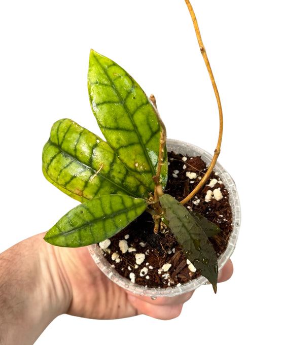Hoya callistophylla Image 2