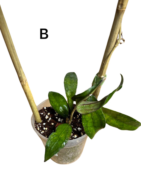 Hoya clemensiorum Image 2