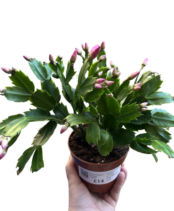 Schlumbergera truncata Image 4