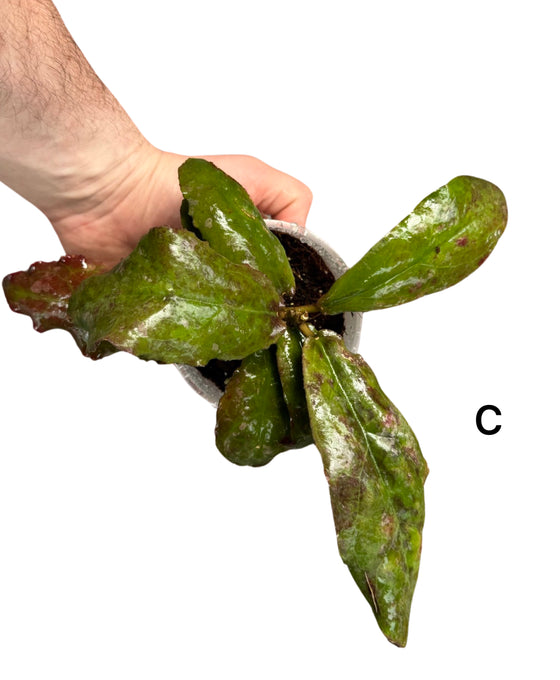 Hoya undulata Image 3