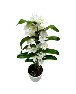 Dendrobium Spring Dream gx nobile 'Apollon' (1 branch)