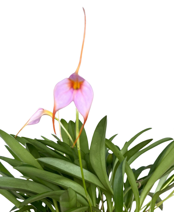 Masdevallia hybrid Image 6