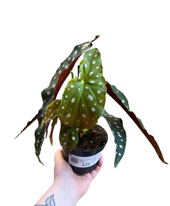 Begonia maculata 'Wightii' Image 2