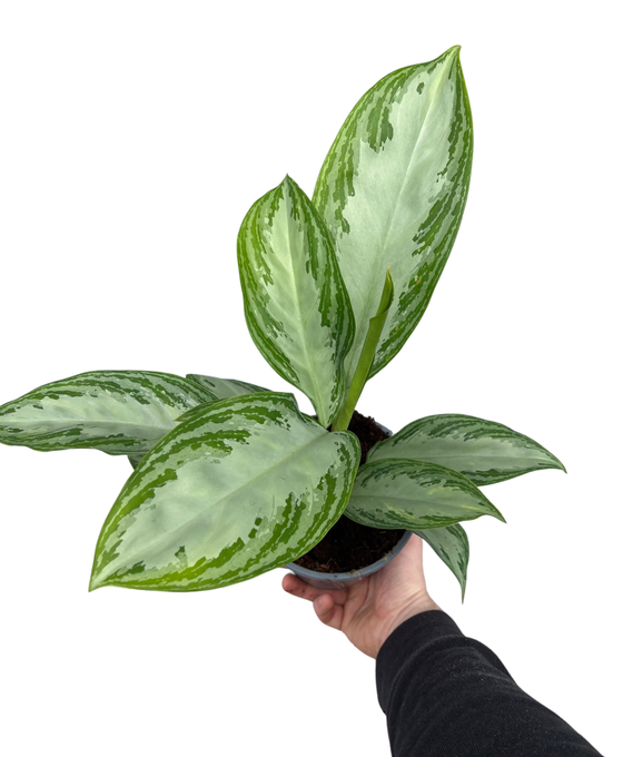 Aglaonema 'Silver Bay' Image 3