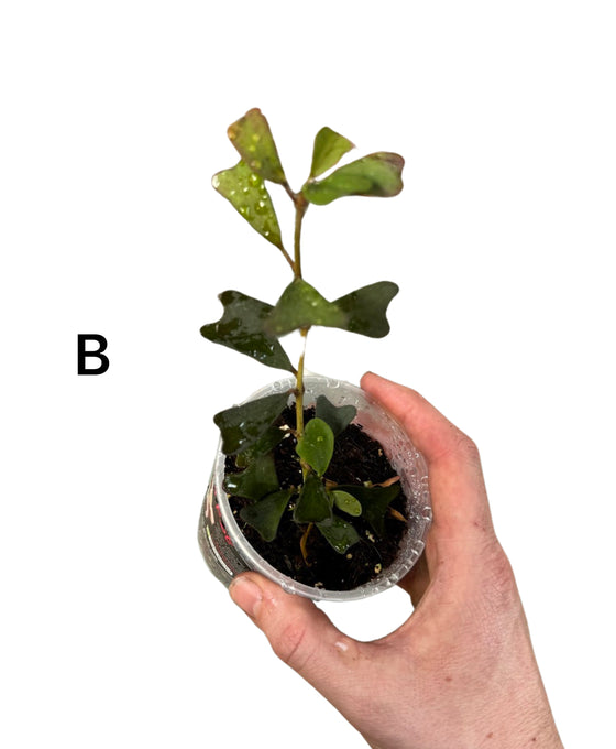 Hoya manipurensis Image 2