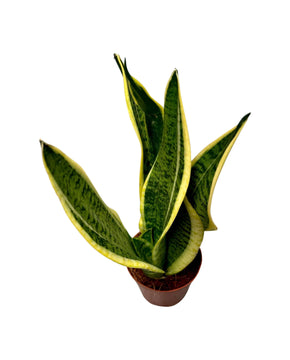 Sansevieria trifasciata 'Futura Superba'