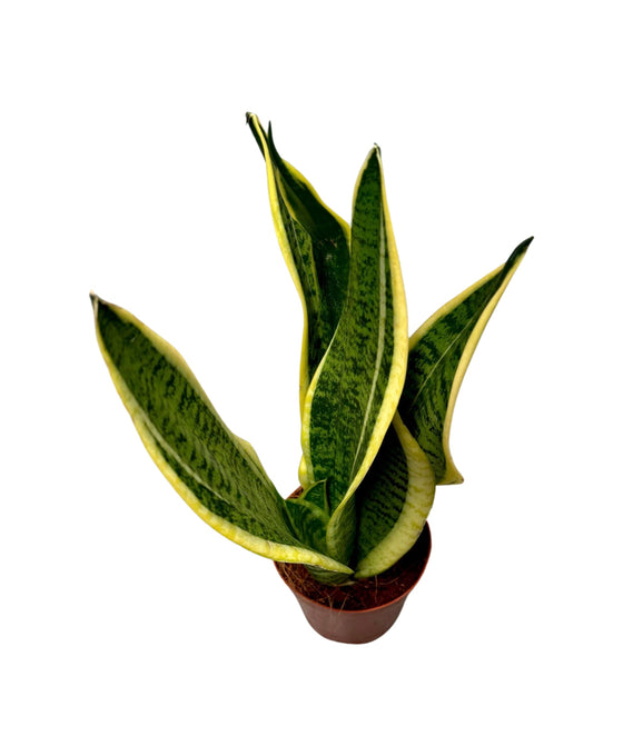 Sansevieria trifasciata 'Futura Superba' Image 1