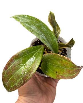 Hoya merrillii (long leaves)