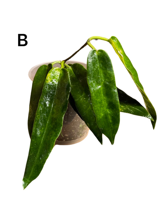 Hoya archboldiana Image 2