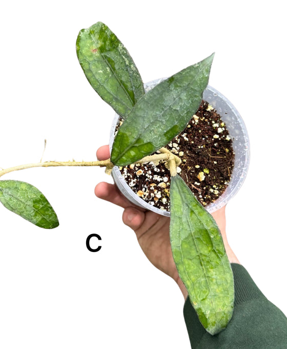 Hoya clemensiorum Image 3