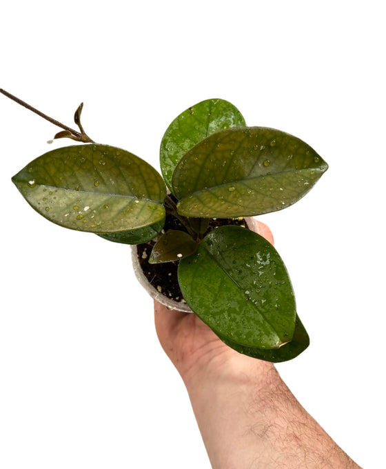 Hoya fungii Image 1
