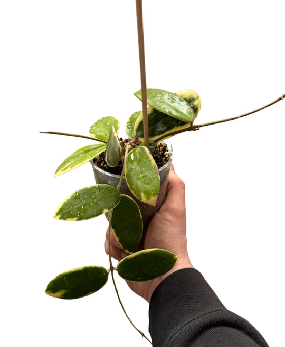 Hoya acuta albomarginata (Syn. Hoya verticillata var. Verticillata albomarginata) Image 1