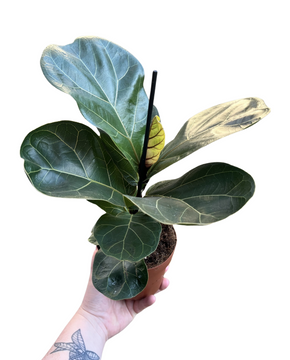 Ficus lyrata 'Bambino' - Fiddle Leaf Fig