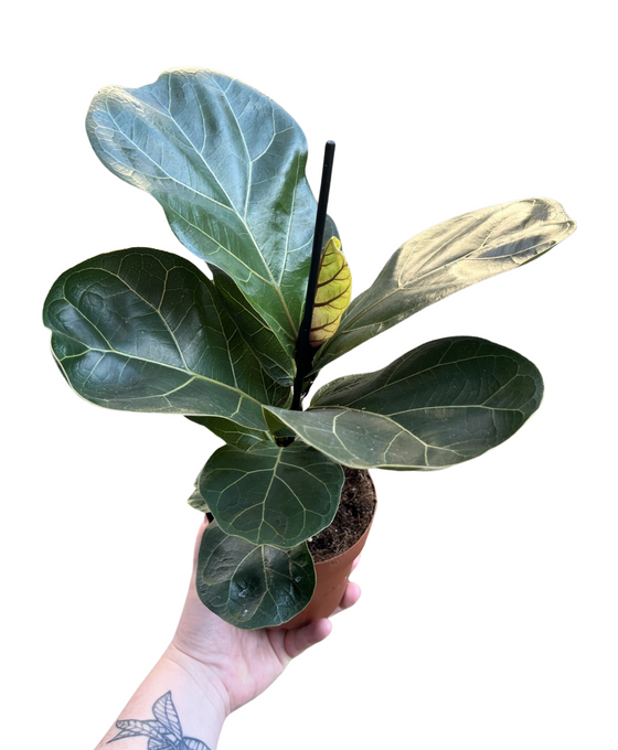 Ficus lyrata 'Bambino' - Fiddle Leaf Fig Image 1