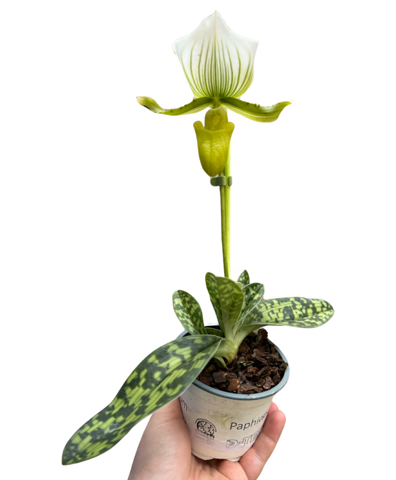 Paphiopedilum × maudiae 'Femma' Image 1