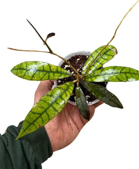 Hoya callistophylla Image 1