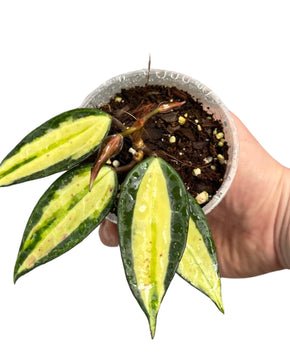 Hoya latifolia 'Pot of Gold'