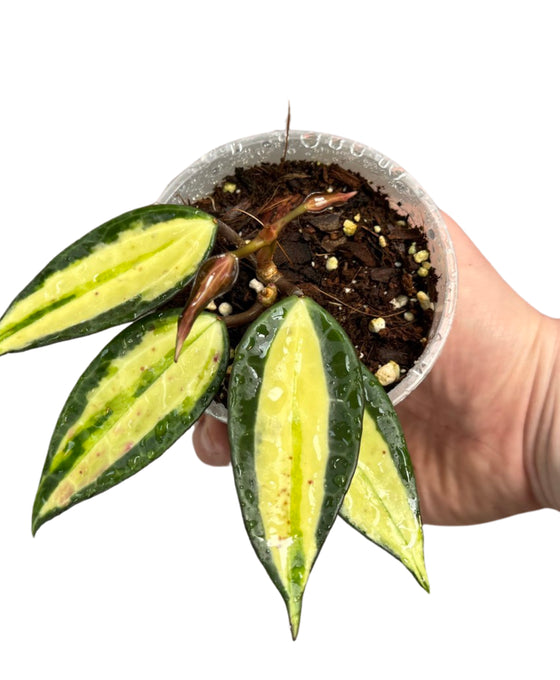 Hoya latifolia 'Pot of Gold' Image 1