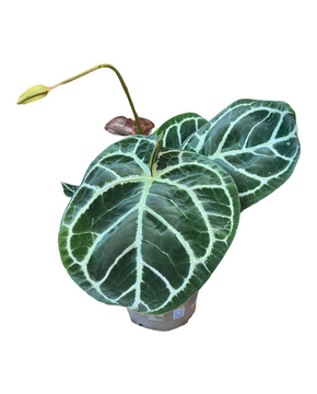 Anthurium crystallinum 'KARMA Hybrid' (compact)