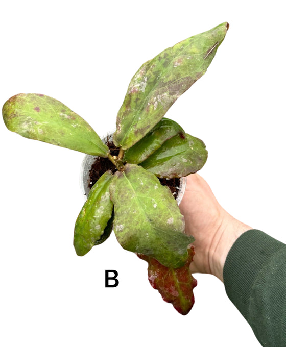 Hoya undulata Image 3