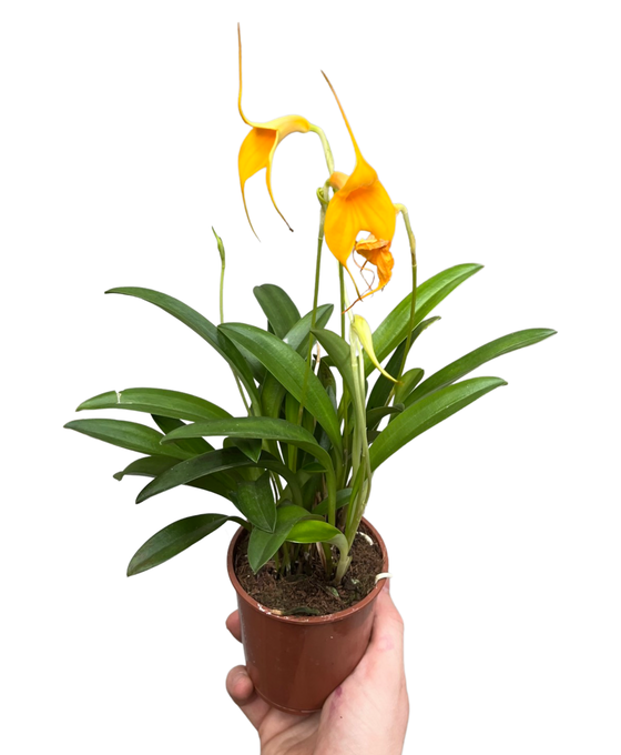 Masdevallia hybrid Image 3