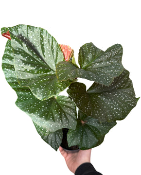 Begonia 'Lucerna'