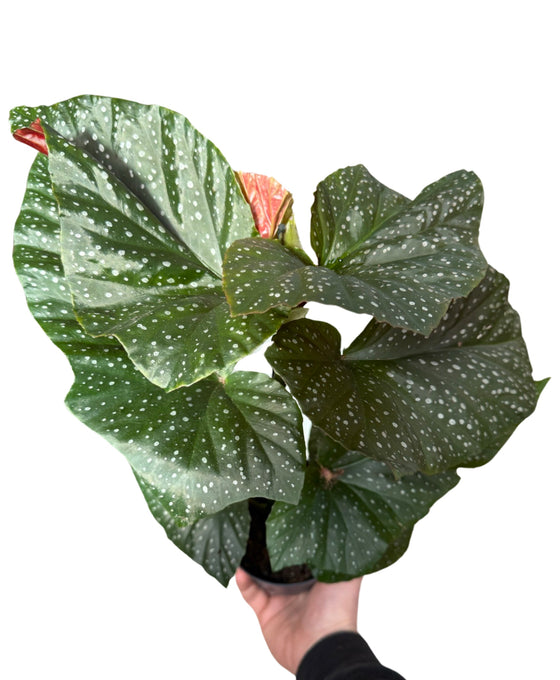 Begonia 'Lucerna' Image 1