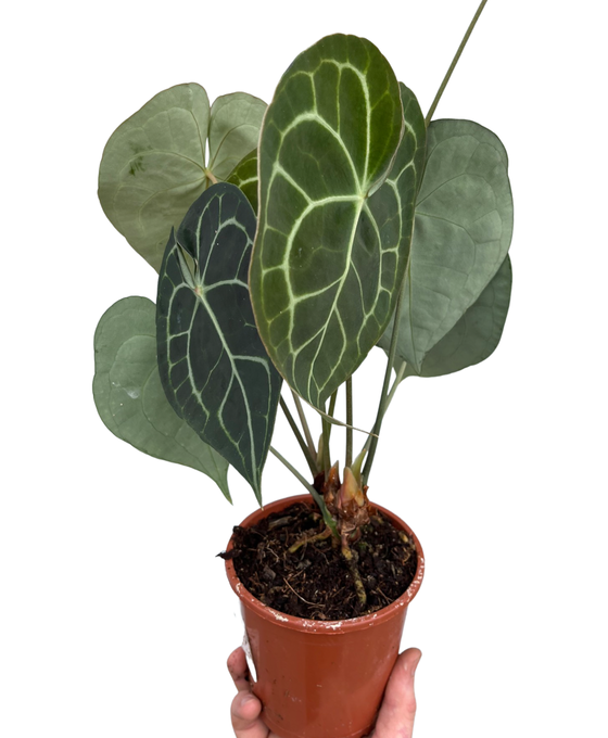 Anthurium clarinervium Image 1
