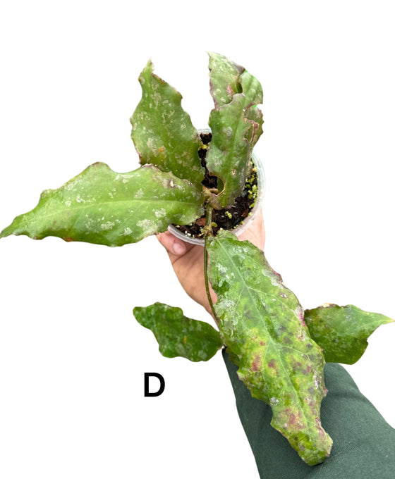 Hoya undulata Image 5
