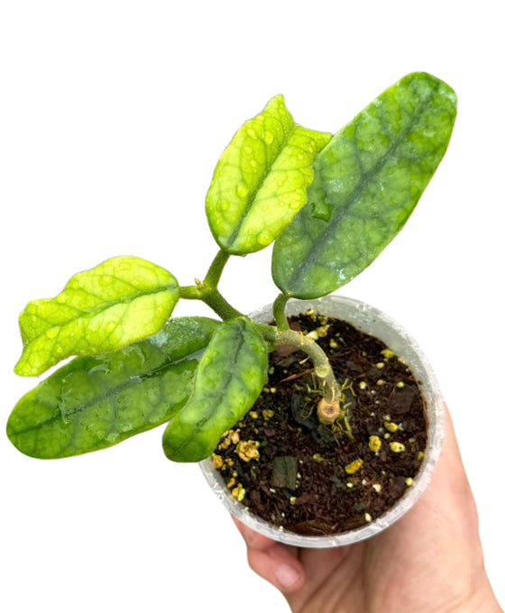 Hoya globulosa (syn. Hoya villosa) Image 1