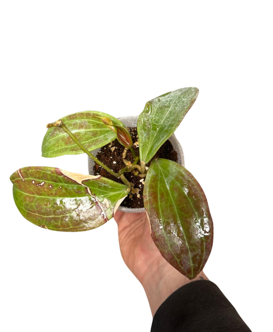 Hoya merrillii (long leaves) Image 2